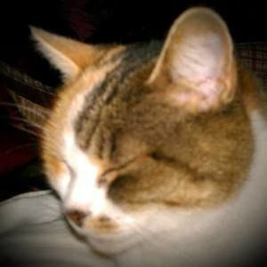 Meet your Posher, Barbara